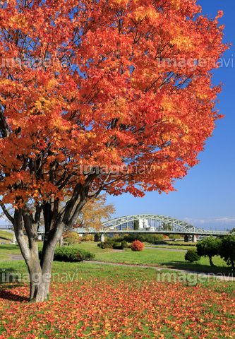 盆が過ぎ北海道は秋へ