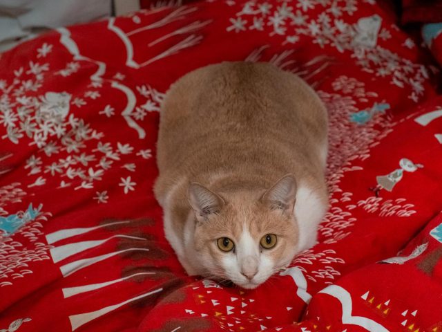 北海道のこたつ事情